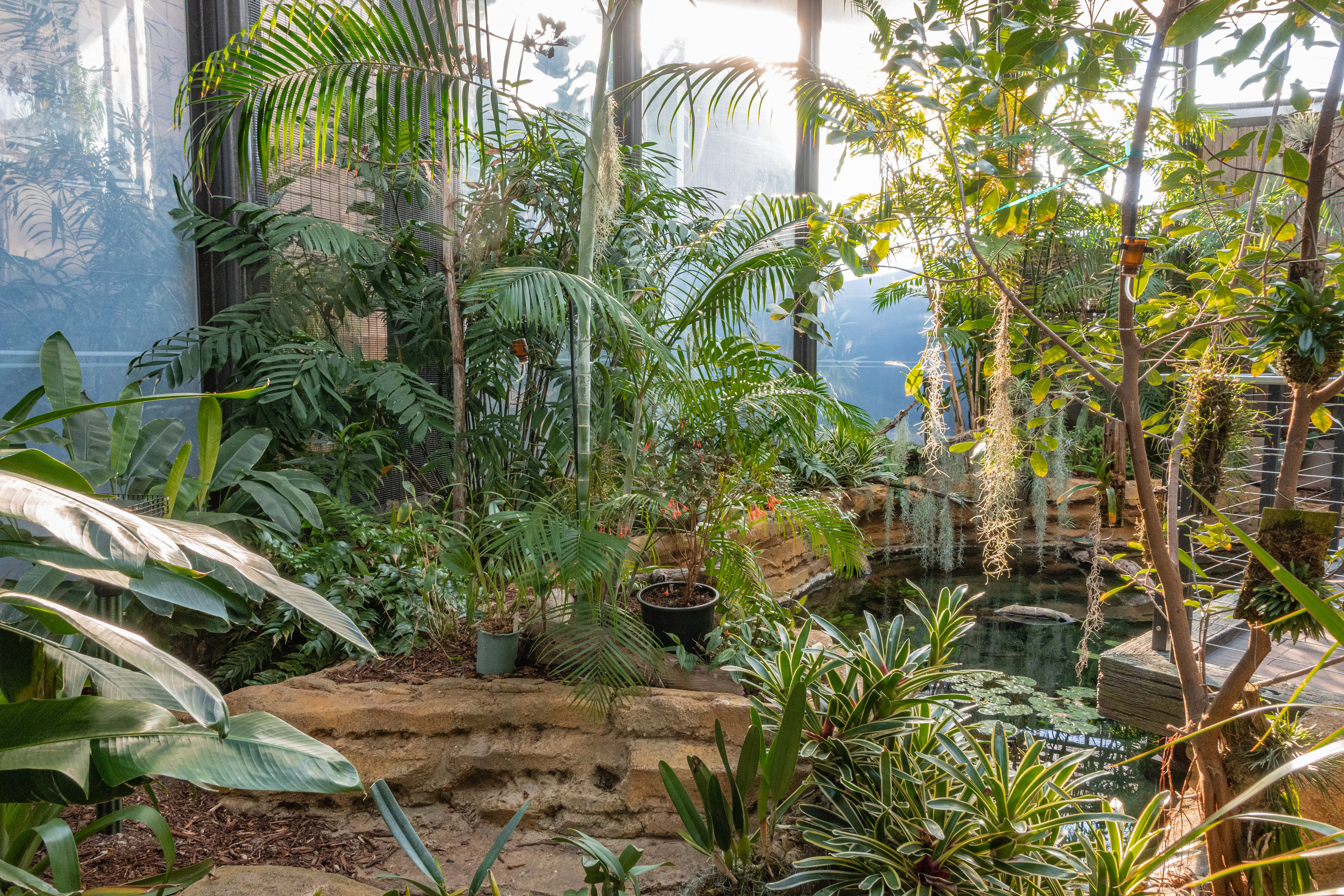 Hummingbird Habitat: entrance section