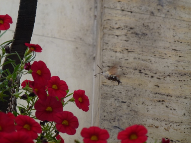 Hummingbird Hawk-moth Macroglossum stellatarum in Sofia 12.9.13