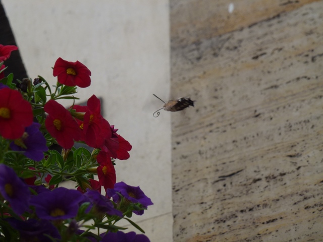 Hummingbird Hawk-moth Macroglossum stellatarum in Sofia 12.9.13