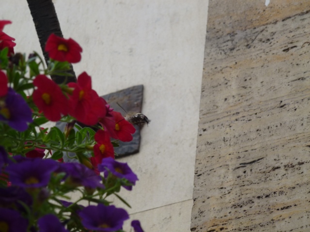Hummingbird Hawk-moth Macroglossum stellatarum in Sofia 12.9.13