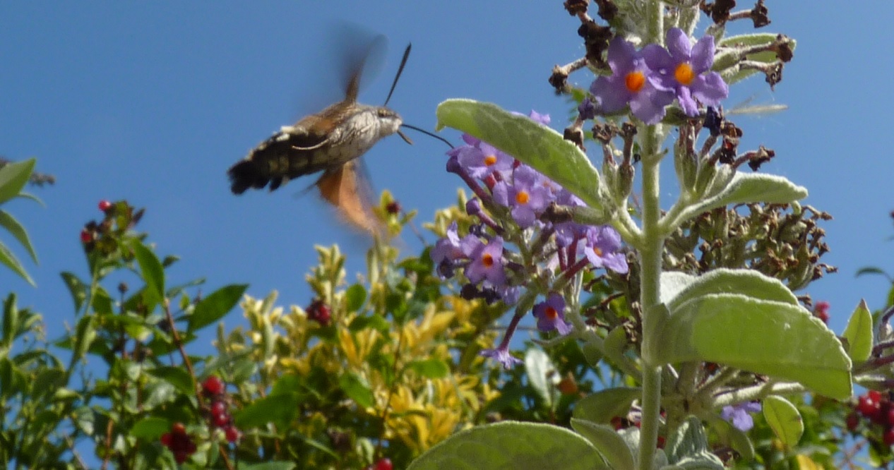Hummingbird Hawk Moth, Paignton, September 2015
