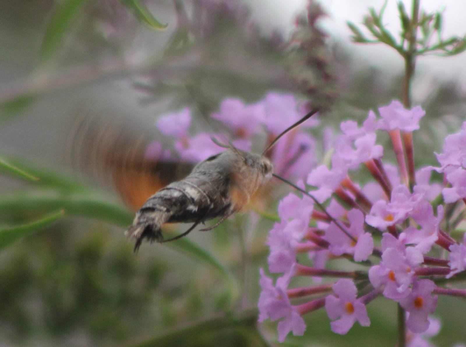 Hummingbird Hawk-moth
