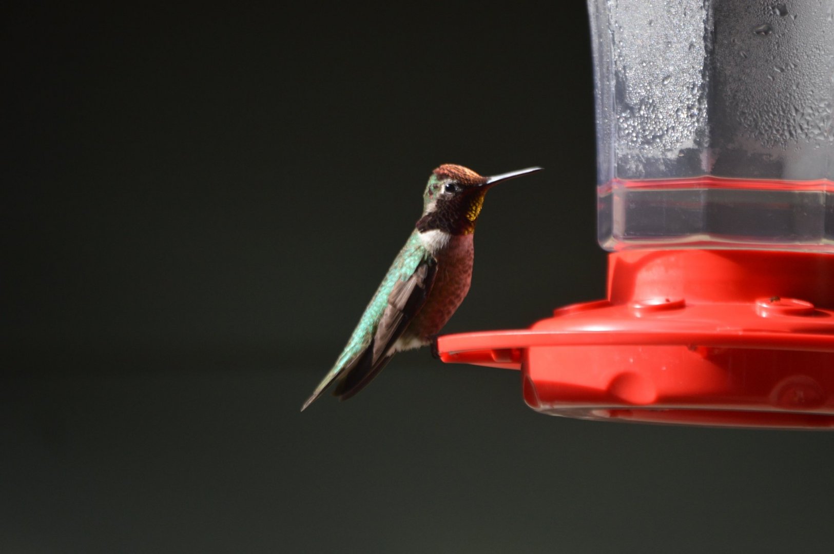 Hummingbird ID (adult male Calypte anna?)