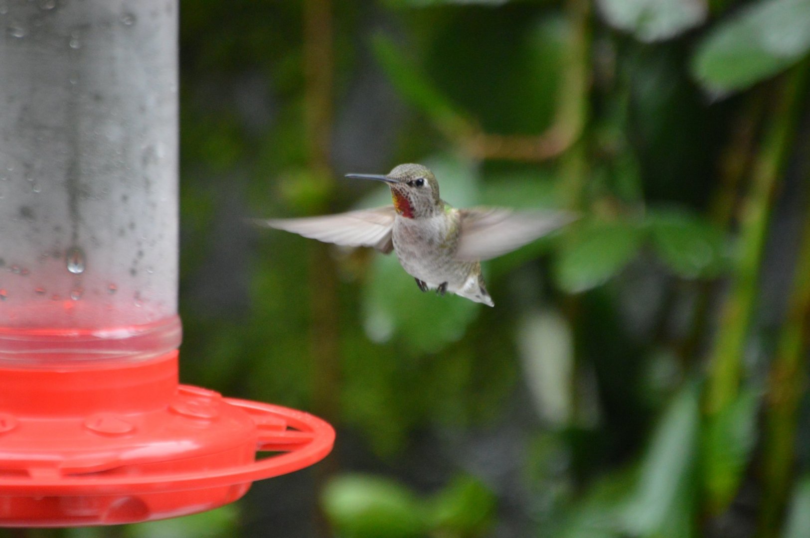 Hummingbird ID (Calypte anna?)