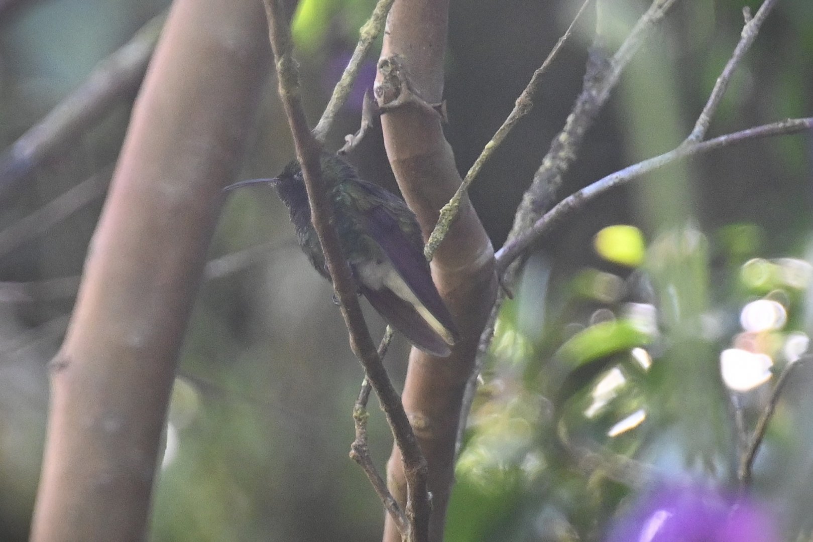 Hummingbird ID, Monteverde, Costa Rica