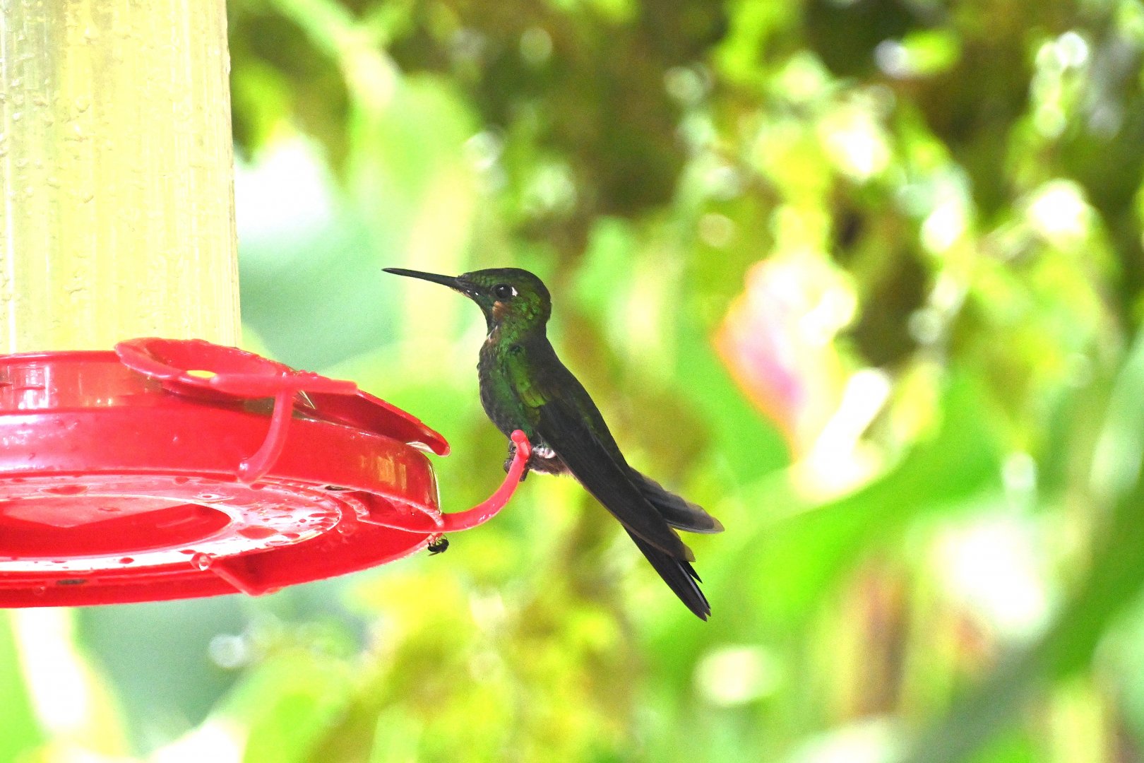 Hummingbird ID? Monteverde, Costa Rica
