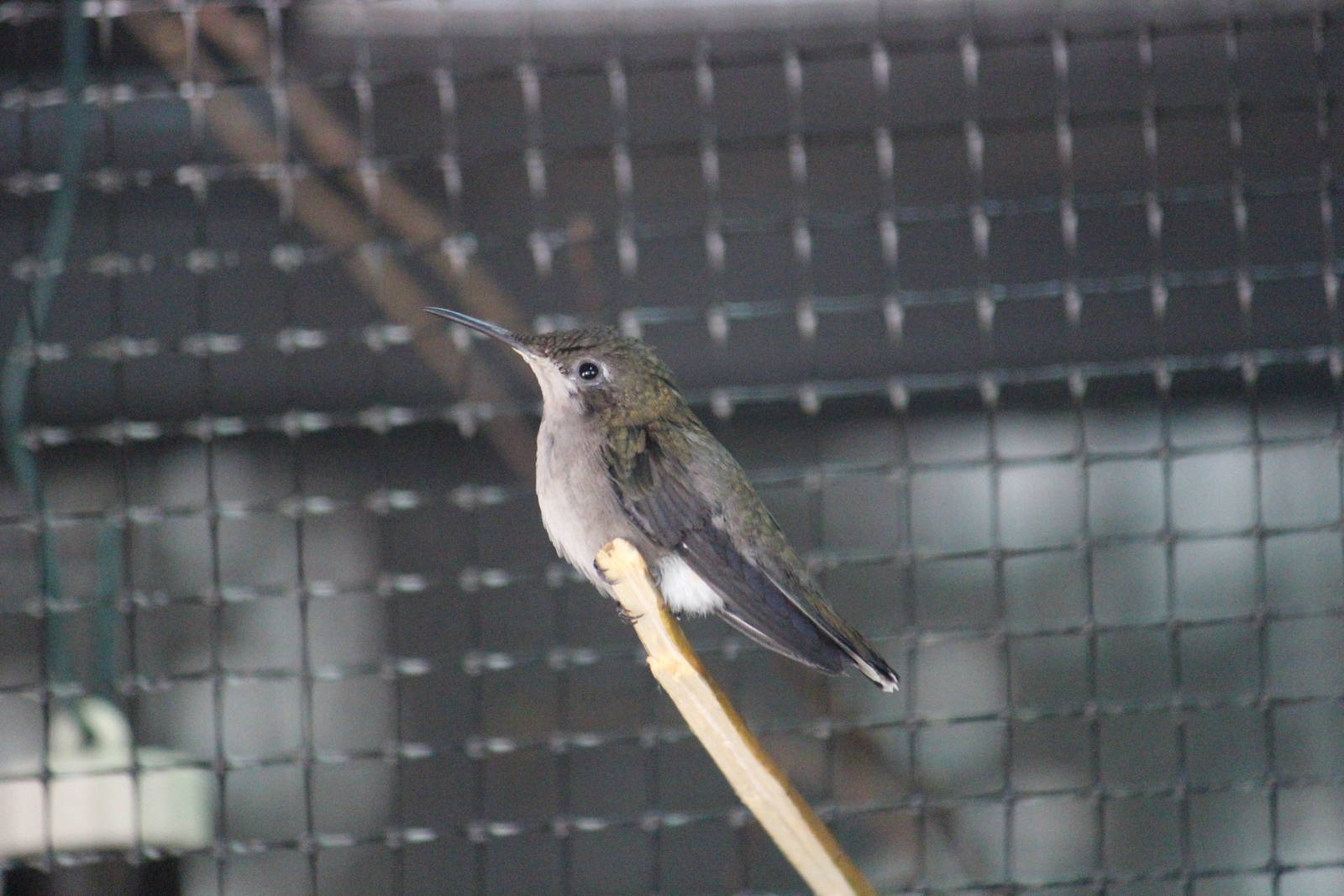 Hummingbird ID please?