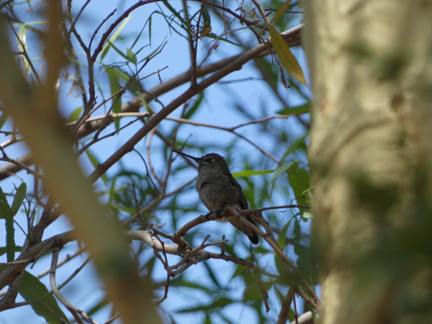 Hummingbird ID? - Wild in San Diego Zoo Safari Park