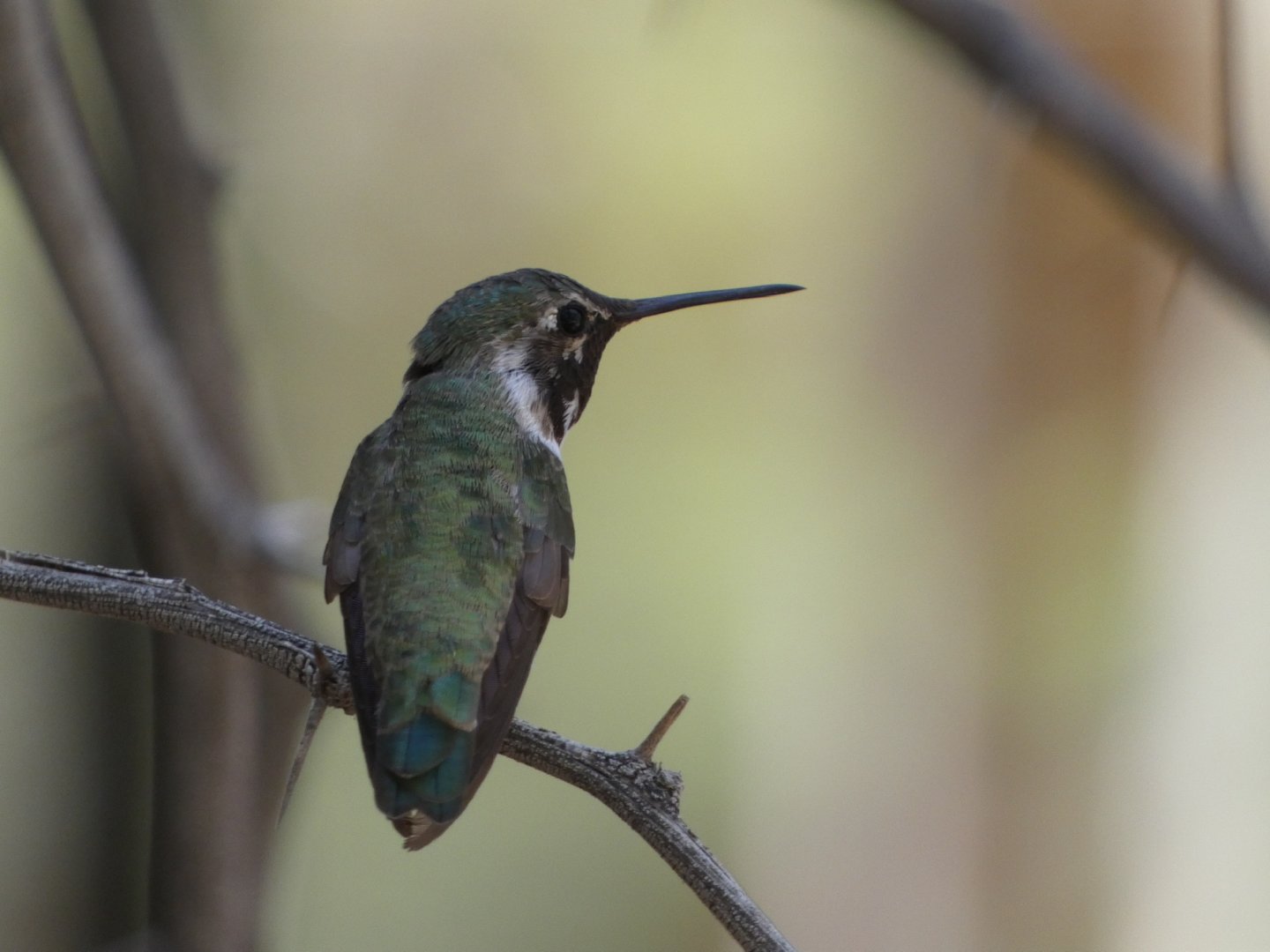 Hummingbird ID? - Wild in The Living Desert