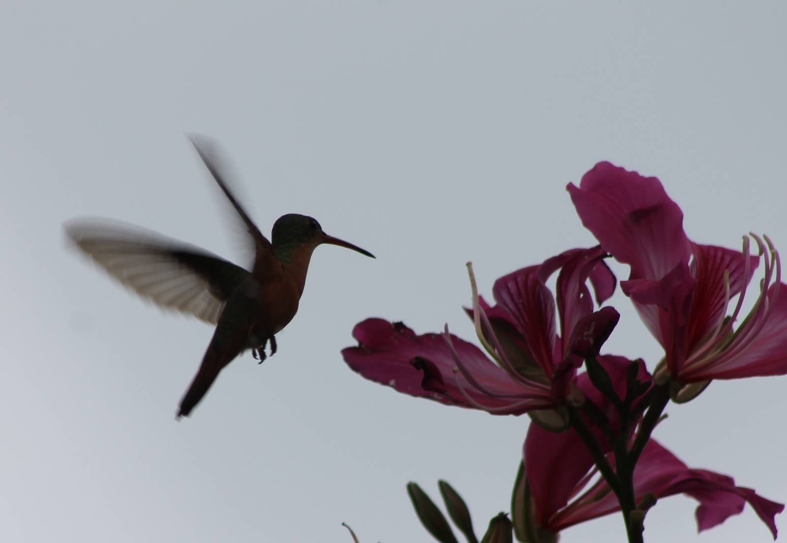 Hummingbird ID
