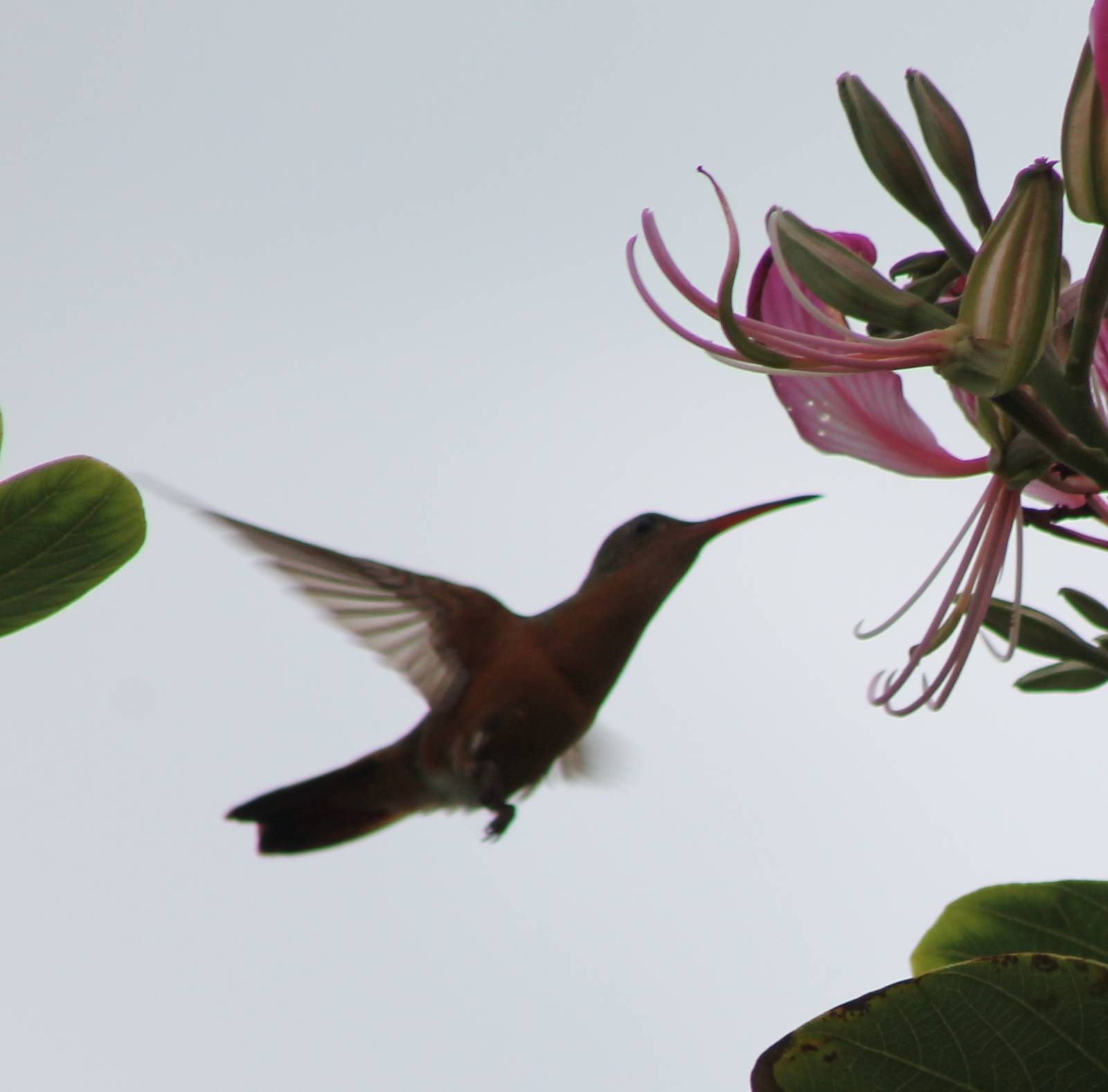 Hummingbird ID