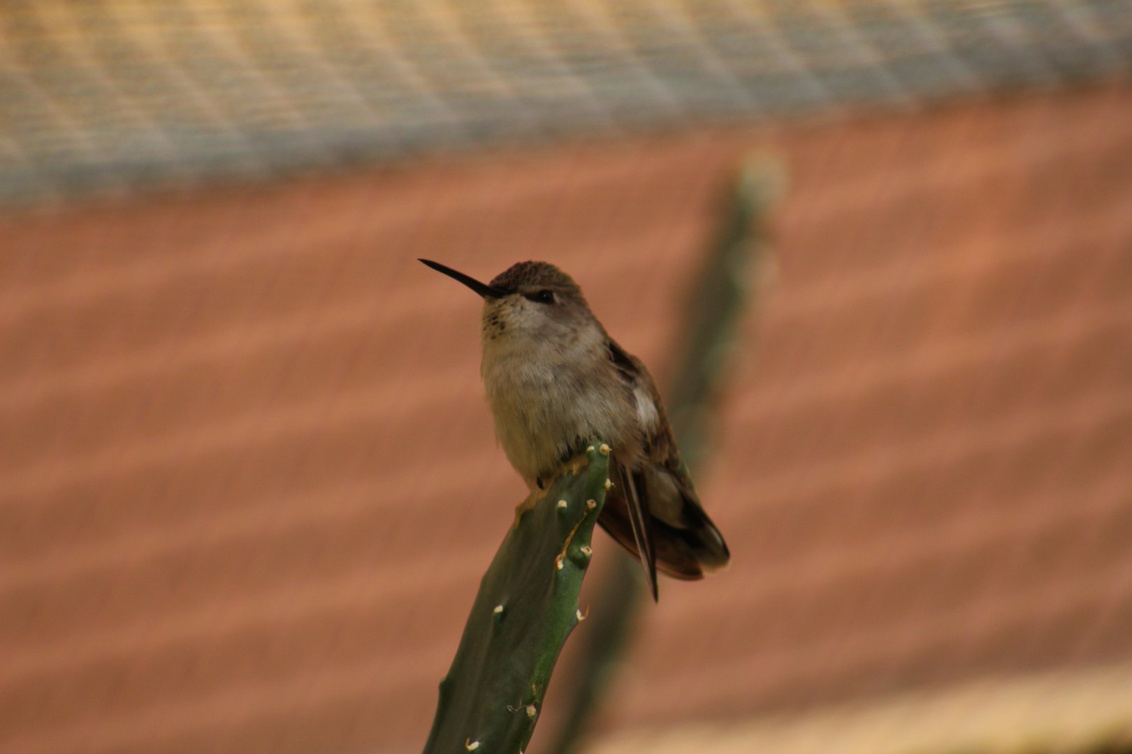Hummingbird ID?