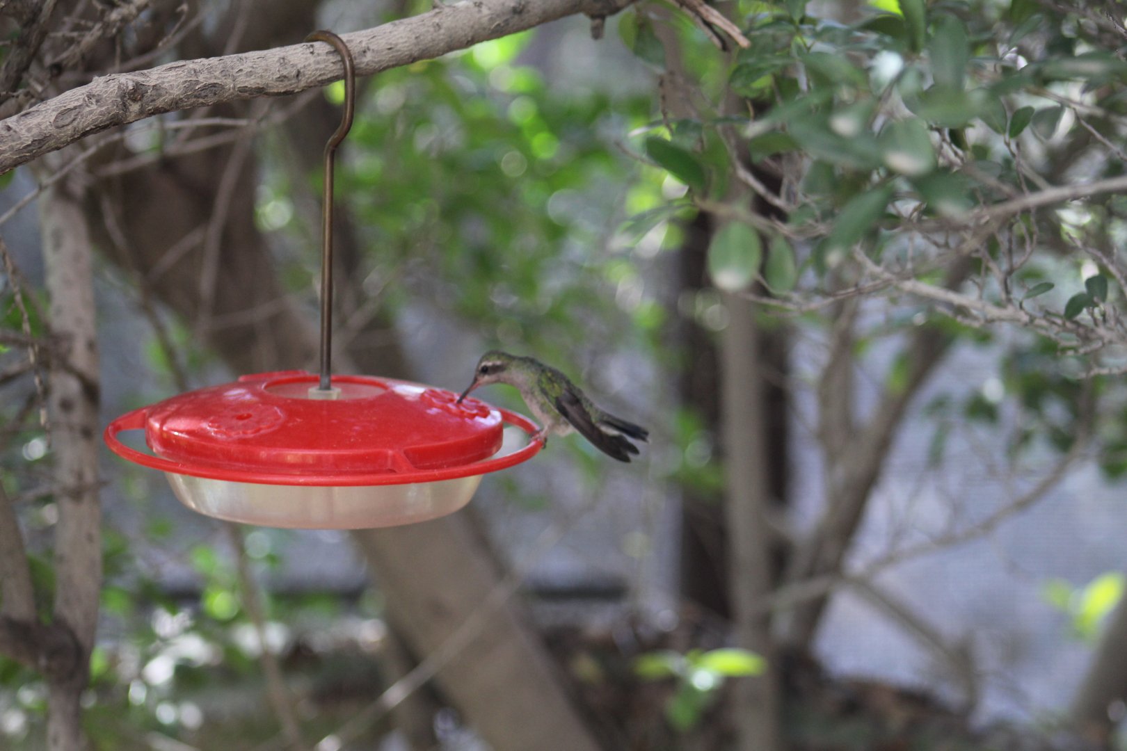 Hummingbird ID?