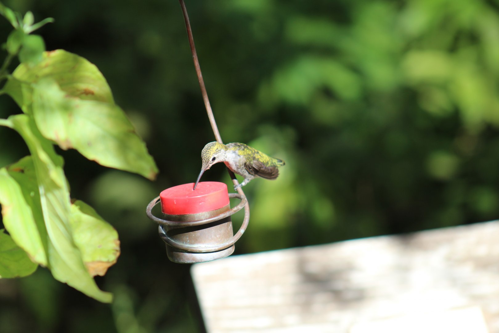 Hummingbird ID?