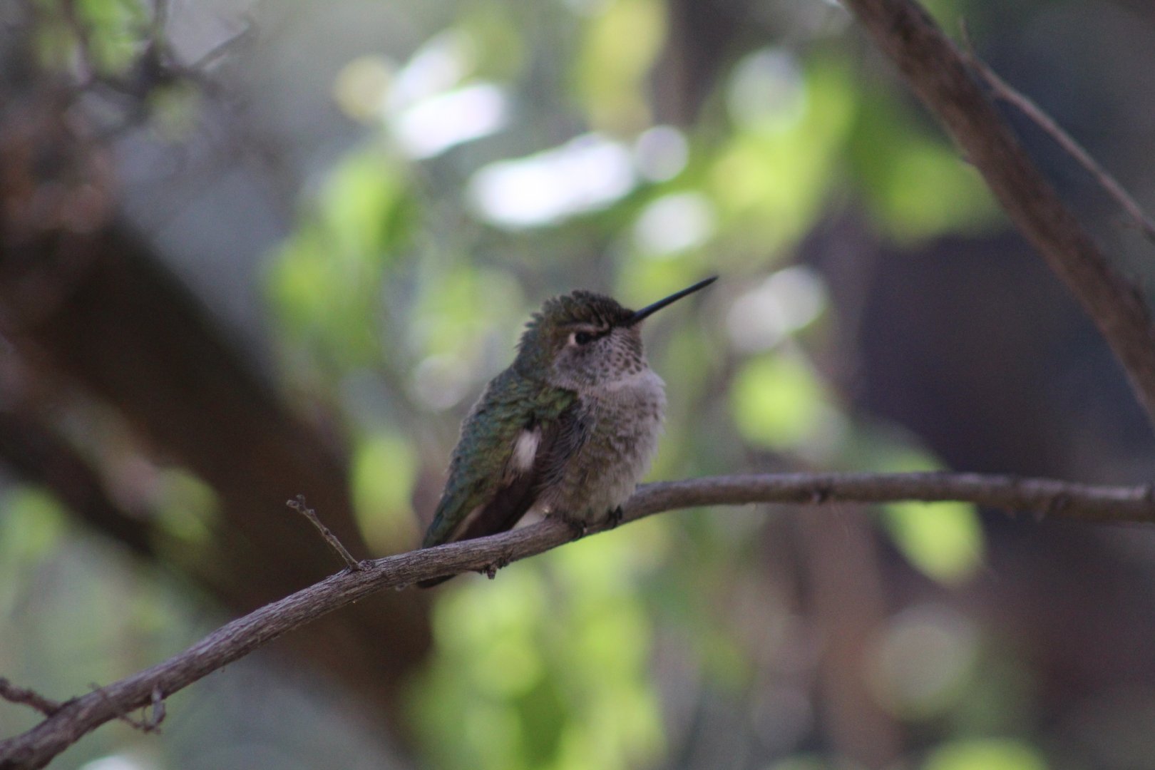 Hummingbird ID?