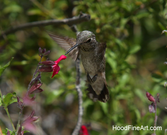 hummingbird in flight