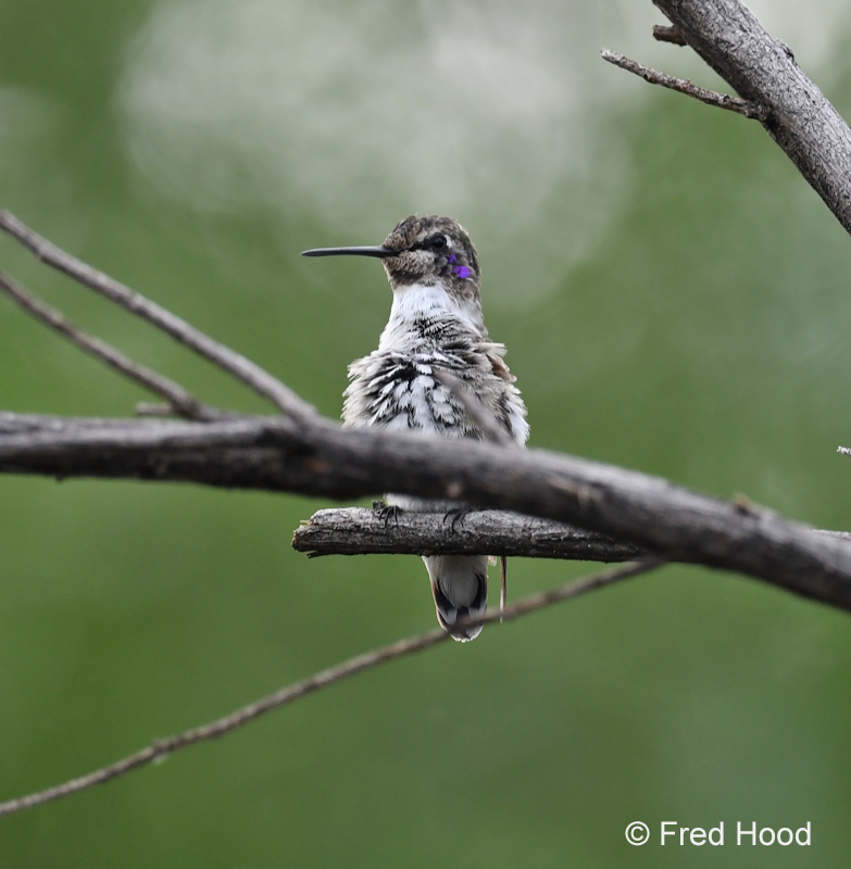 hummingbird (likely annas)