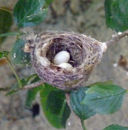 Hummingbird nest!