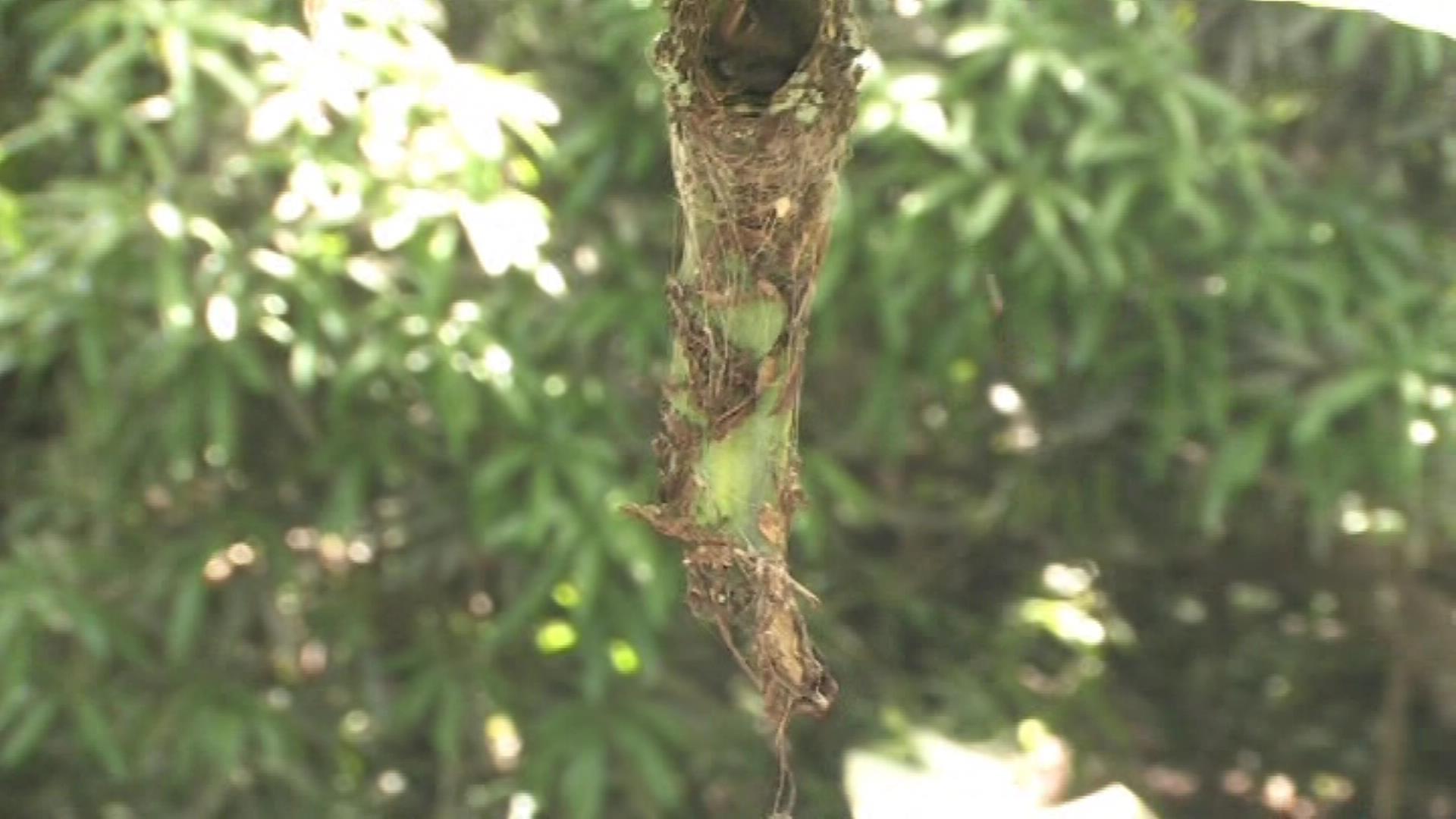 Hummingbird nest