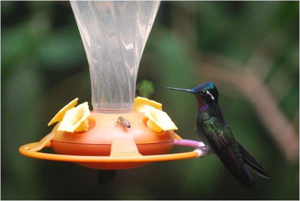 Hummingbird species?