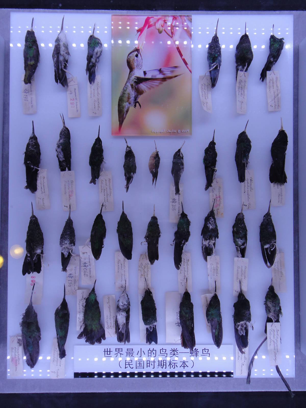hummingbird specimens (period of ROC)