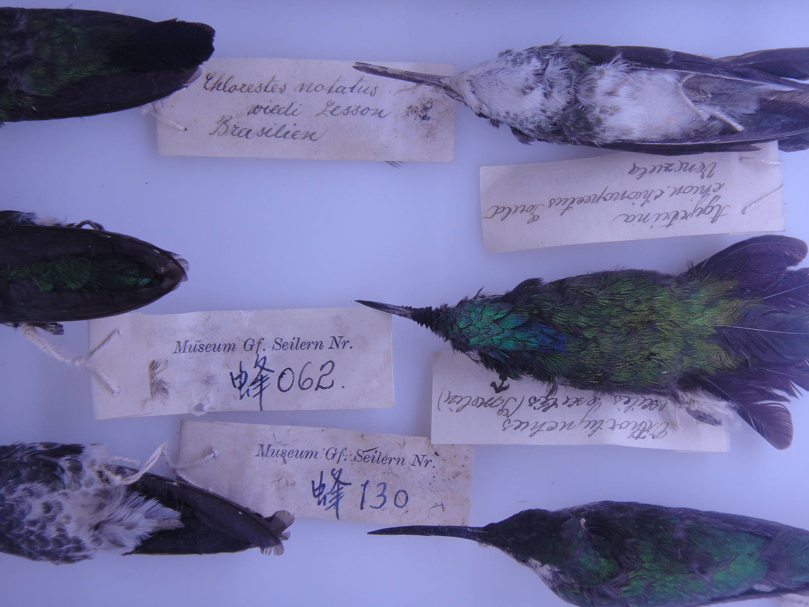 hummingbird specimens (period of ROC)