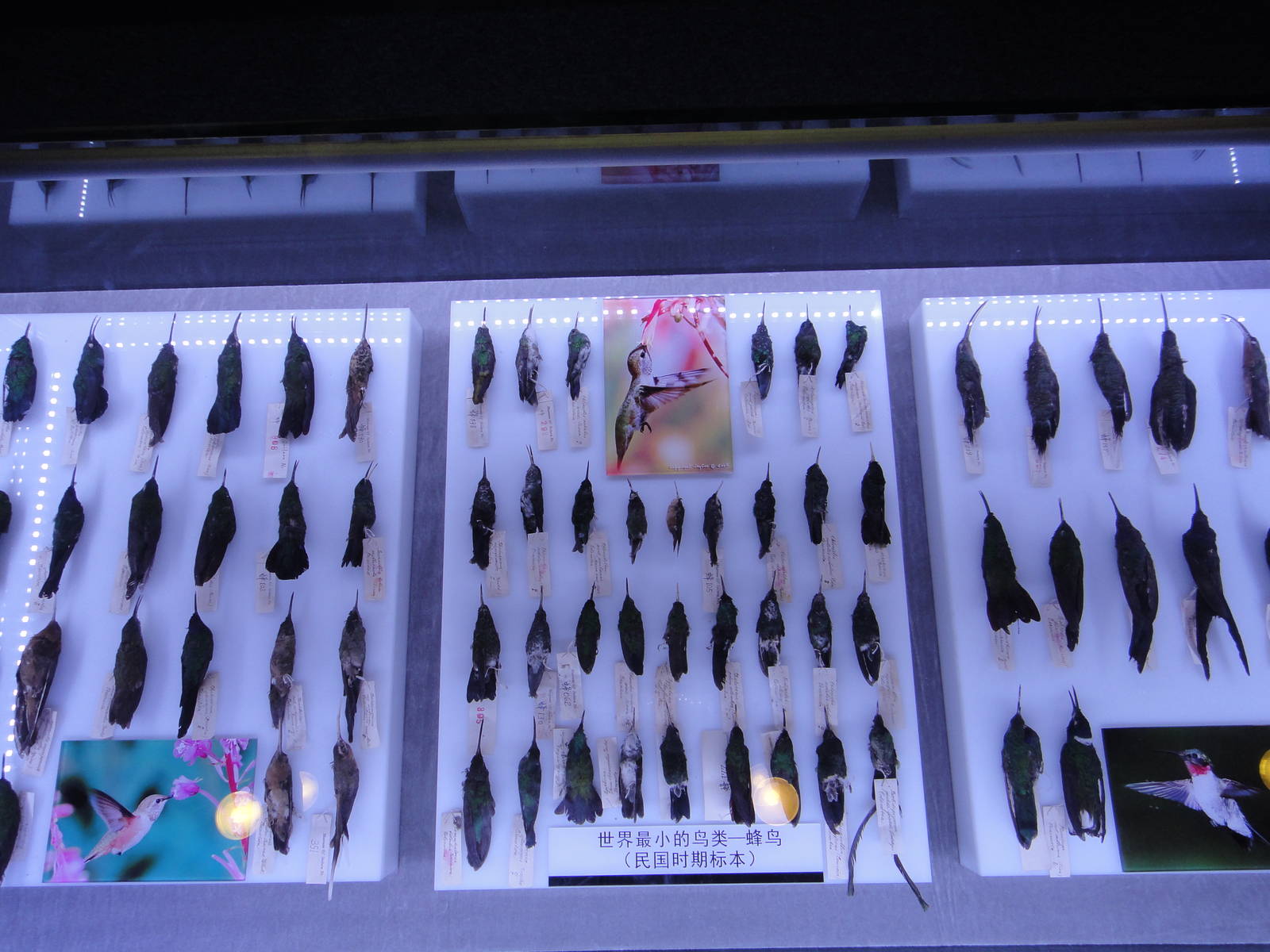 hummingbird specimens (period of ROC)