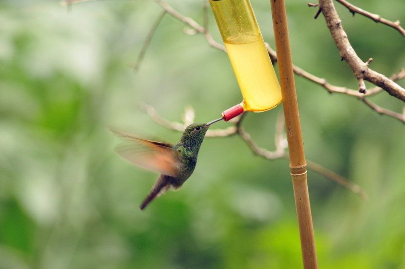 Hummingbird