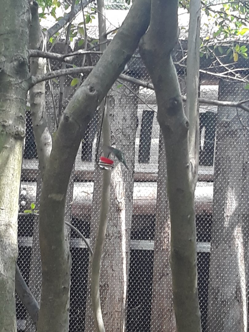 Hummingbirds everywhere