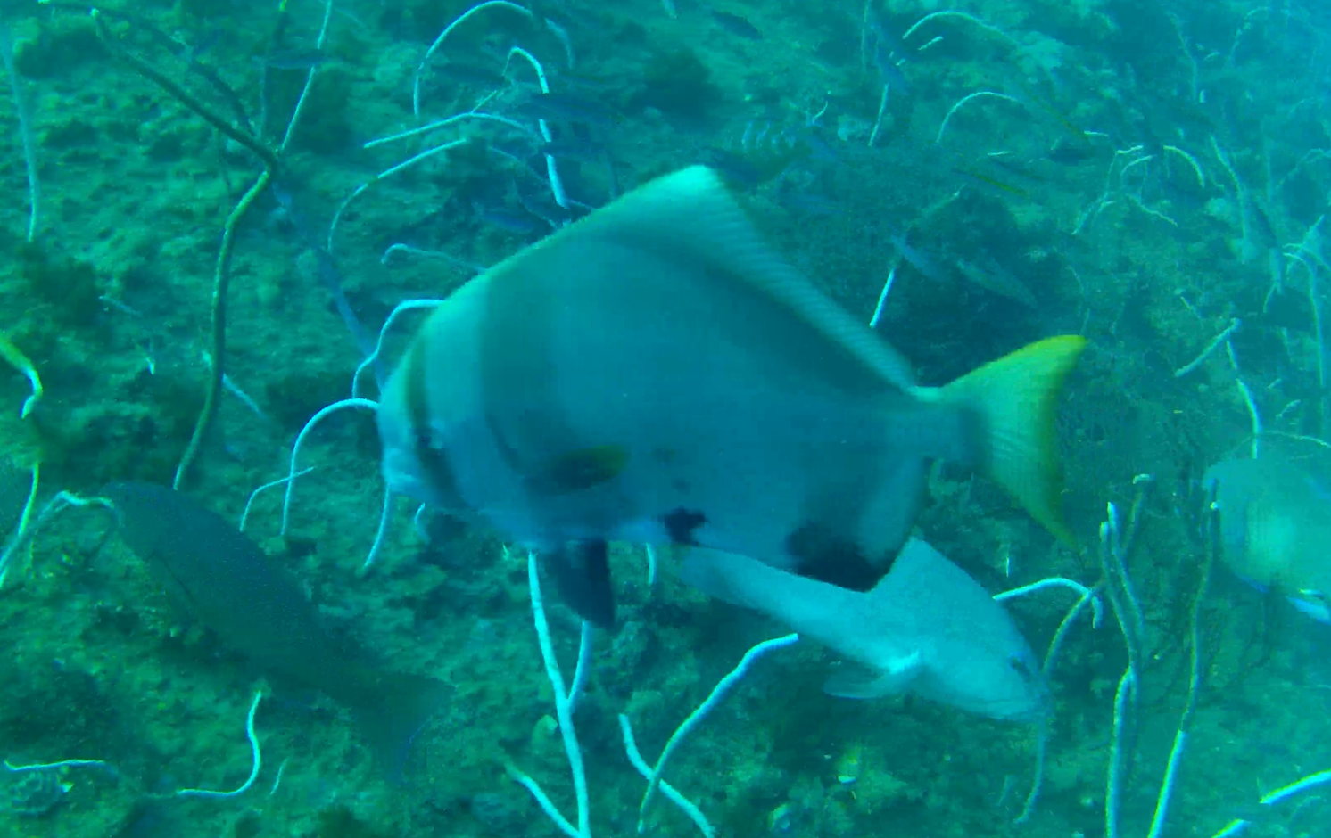 Hump Batfish (Platax batavianus)