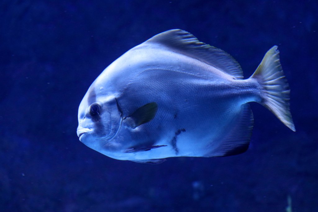 Hump Batfish
