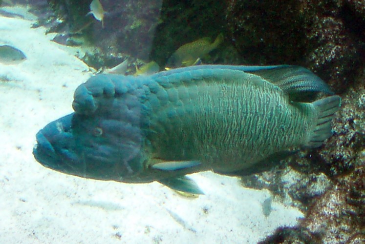 Hump-head Wrasse (Cheilinus undulatus)