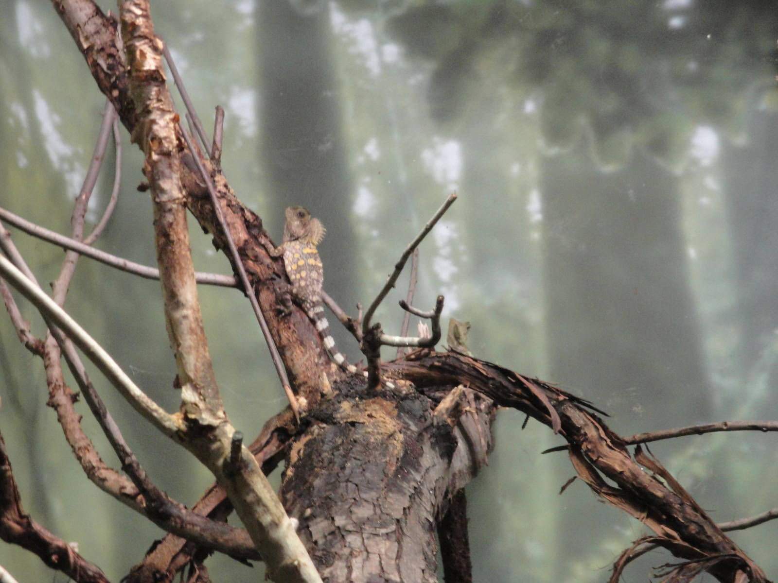 Hump-headed Dragon Lizard