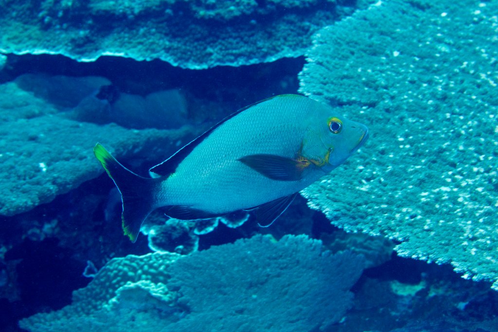 HUmpback (aka Paddletail) Snapper