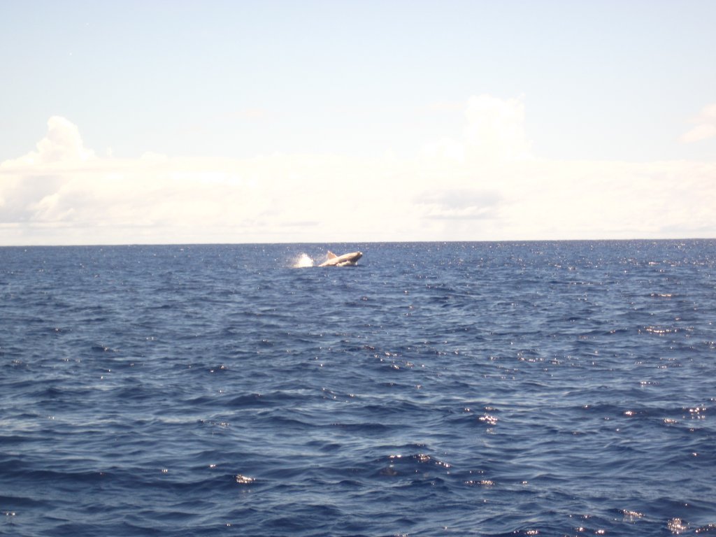 Humpback calf breaching