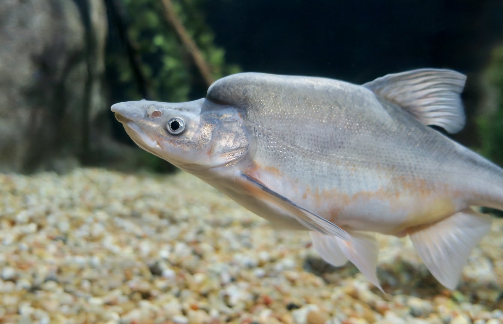 Humpback Chub (Gila cypha)