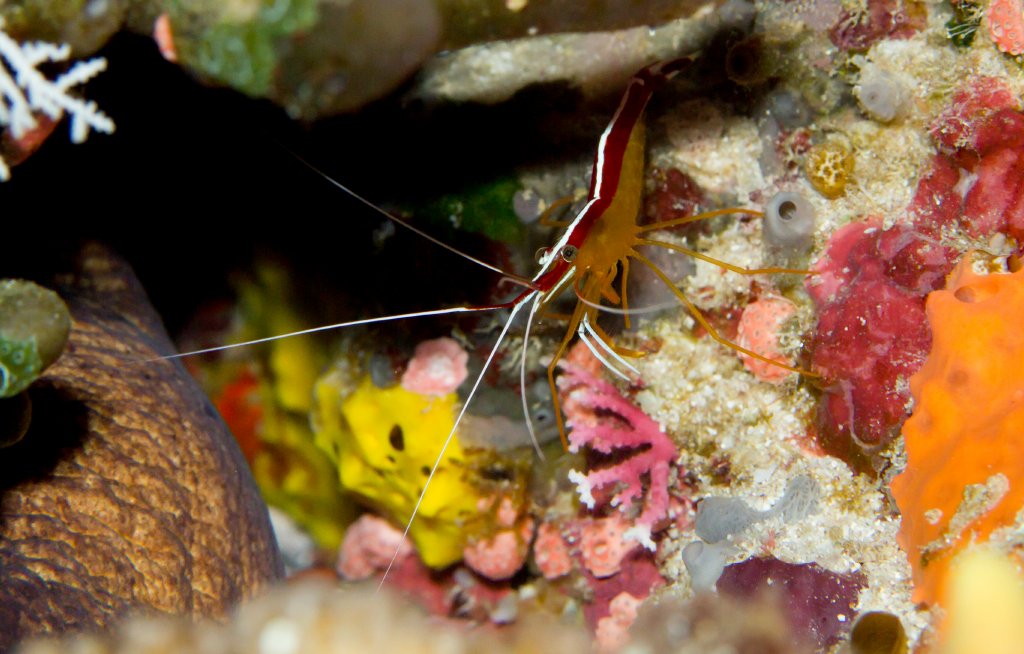 Humpback Cleaner Shrimp