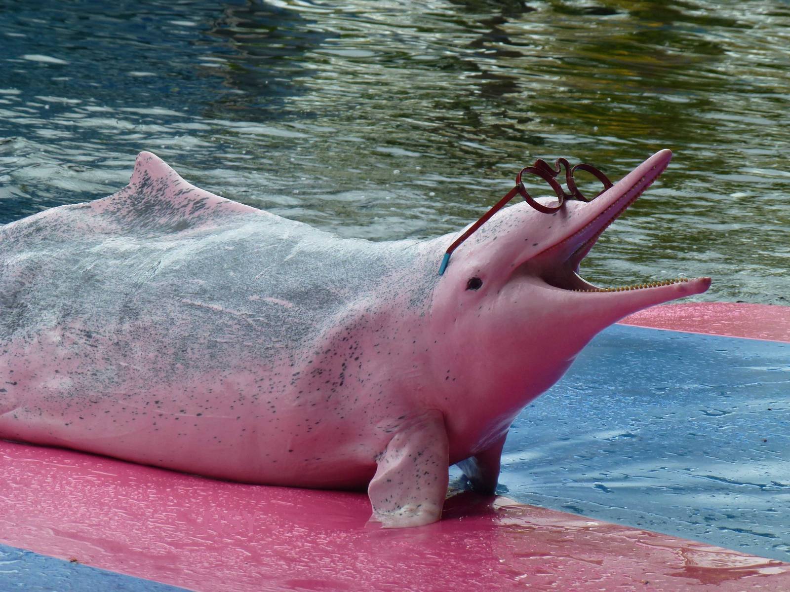 Humpback dolphin wearing glasses, June 2013
