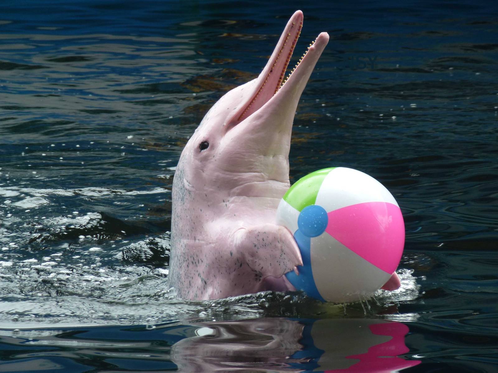 Humpback dolphin with ball, June 2013