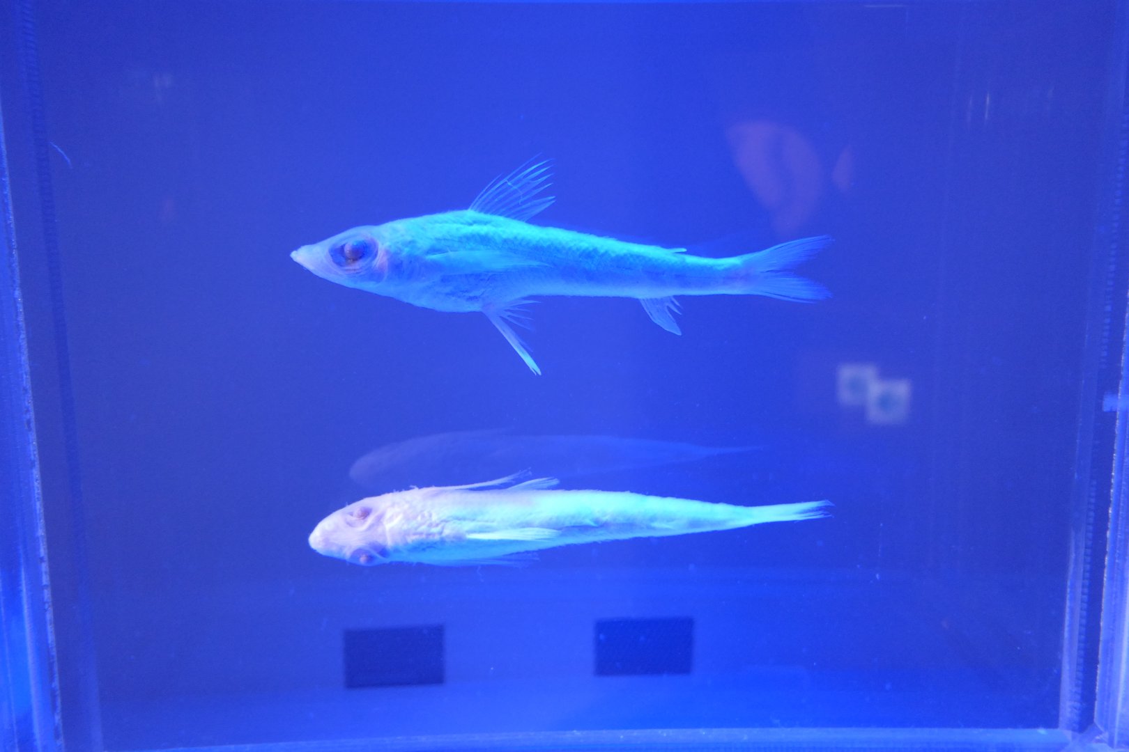 Humpback Greeneye (Chlorophthalmus acutifrons)