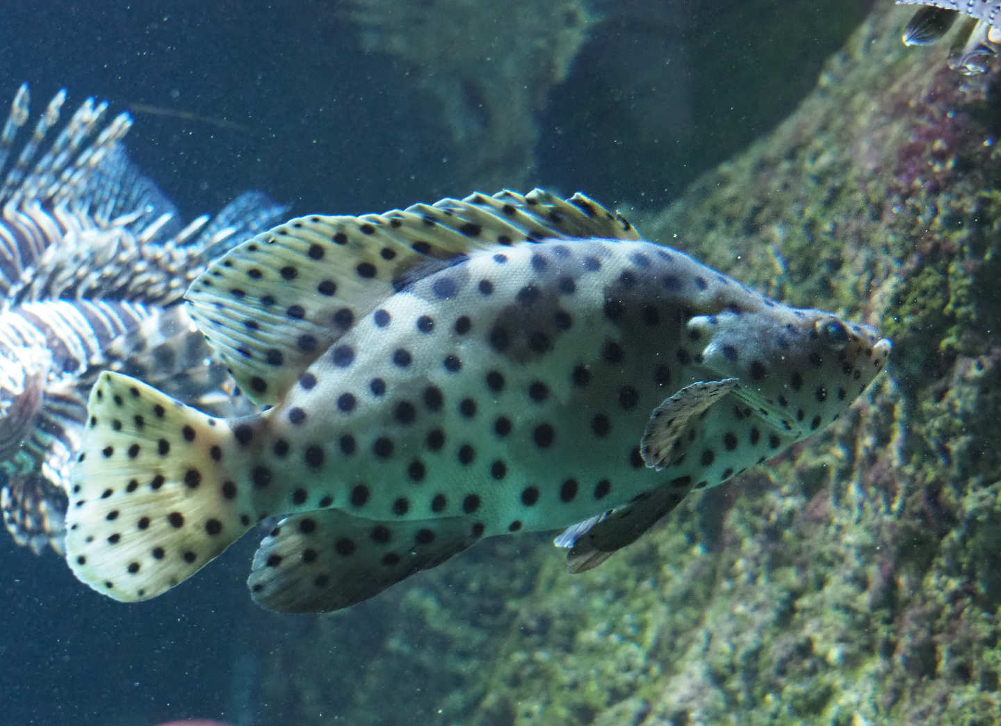 Humpback grouper (Chromileptes altivelis), 2020-06-28