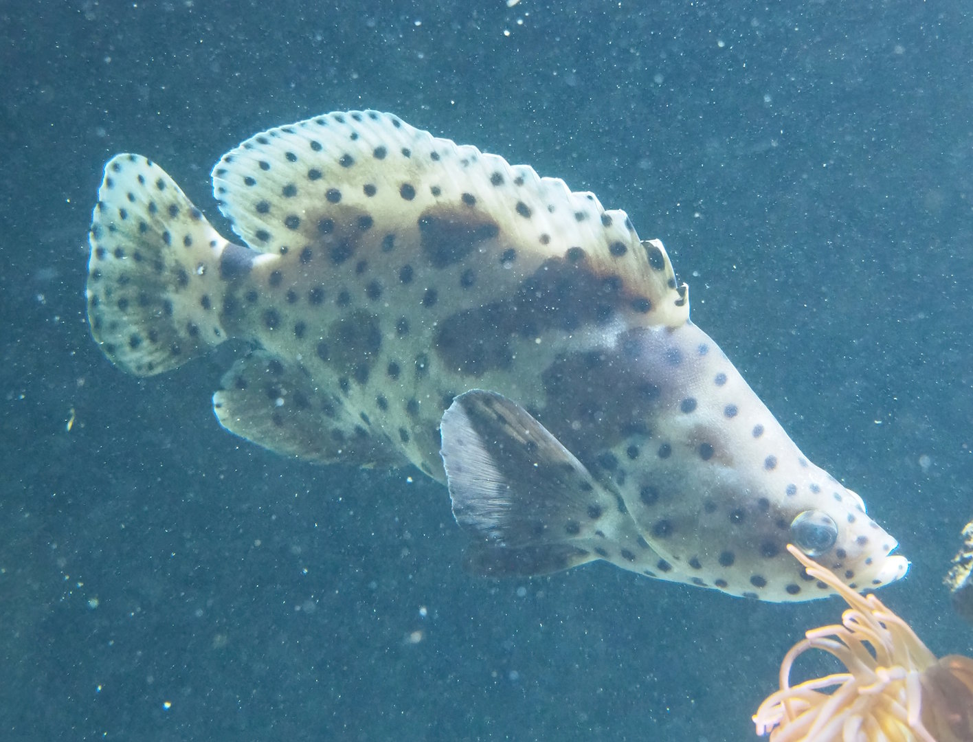 Humpback grouper (Chromileptes altivelis), 2022-09-04