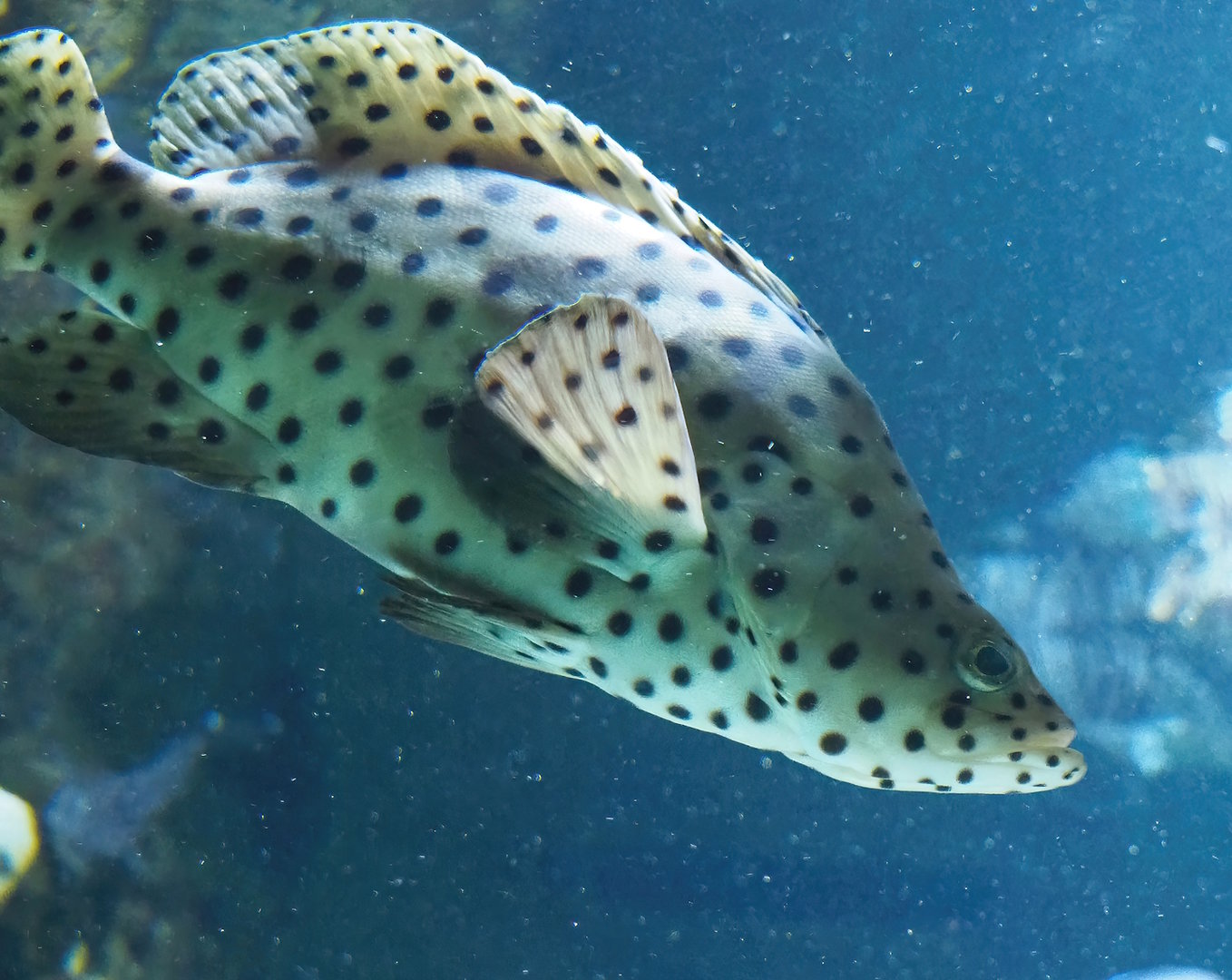 Humpback grouper (Chromileptes altivelis), 2022-10-29