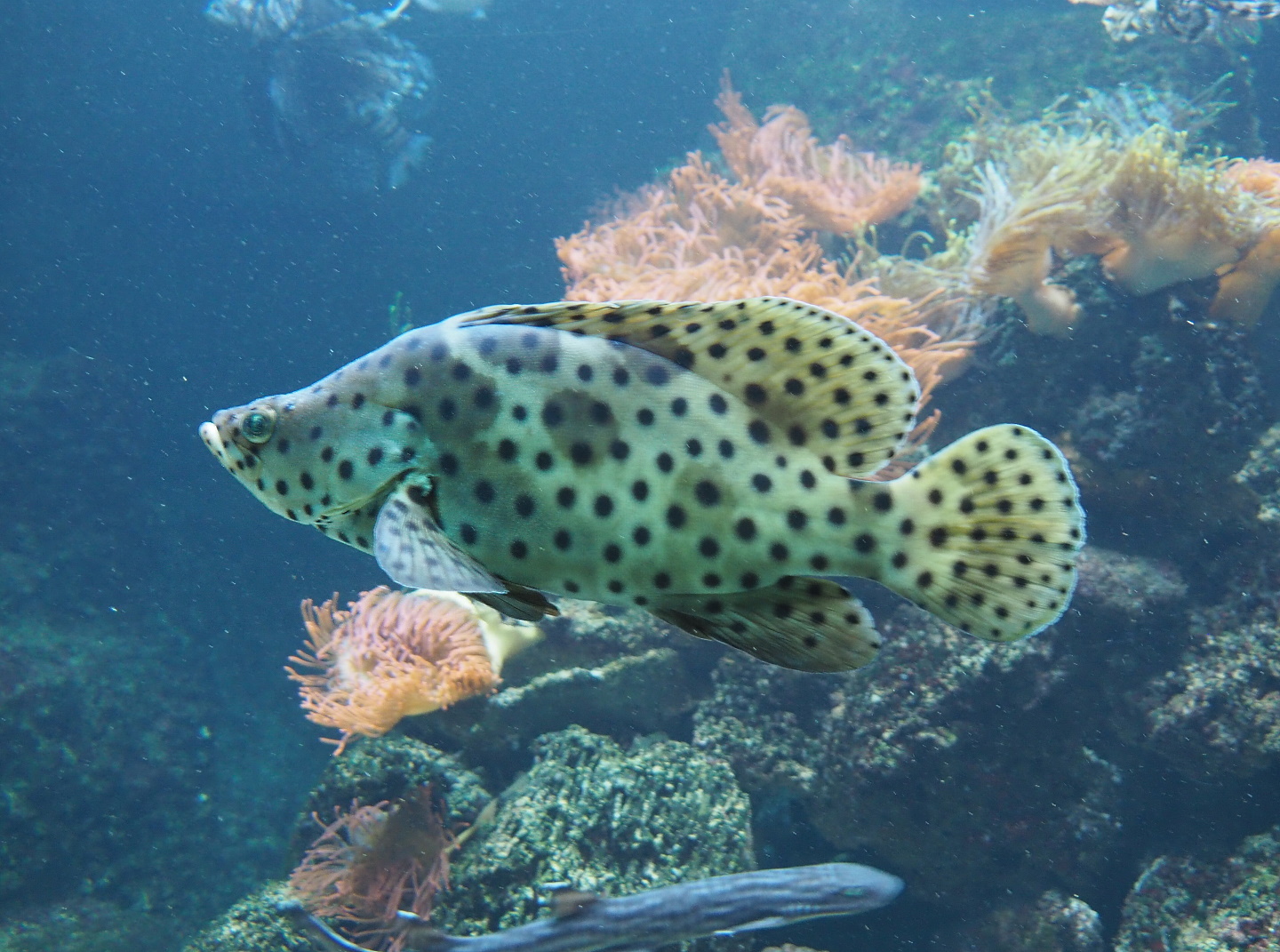 Humpback grouper (Cromileptes altivelis), 2021-06-12
