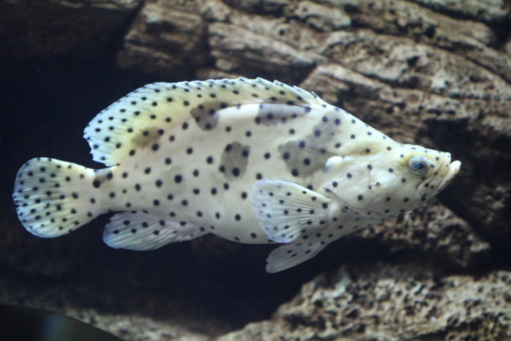 Humpback Grouper (Cromileptes altivelis)