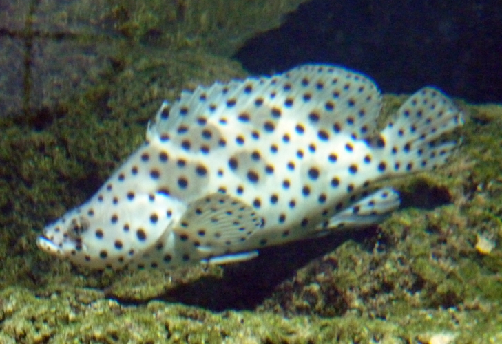 Humpback grouper (Cromileptes altivelis)