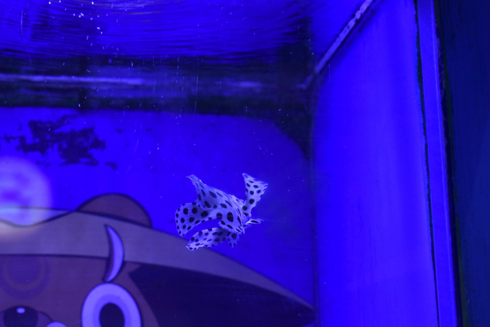 humpback grouper (Cromileptes altivelis)