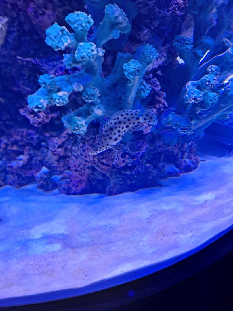 Humpback Grouper (Overhead tunnel arch (4/19/25)