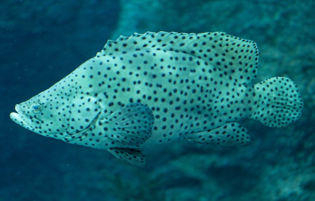 Humpback Grouper