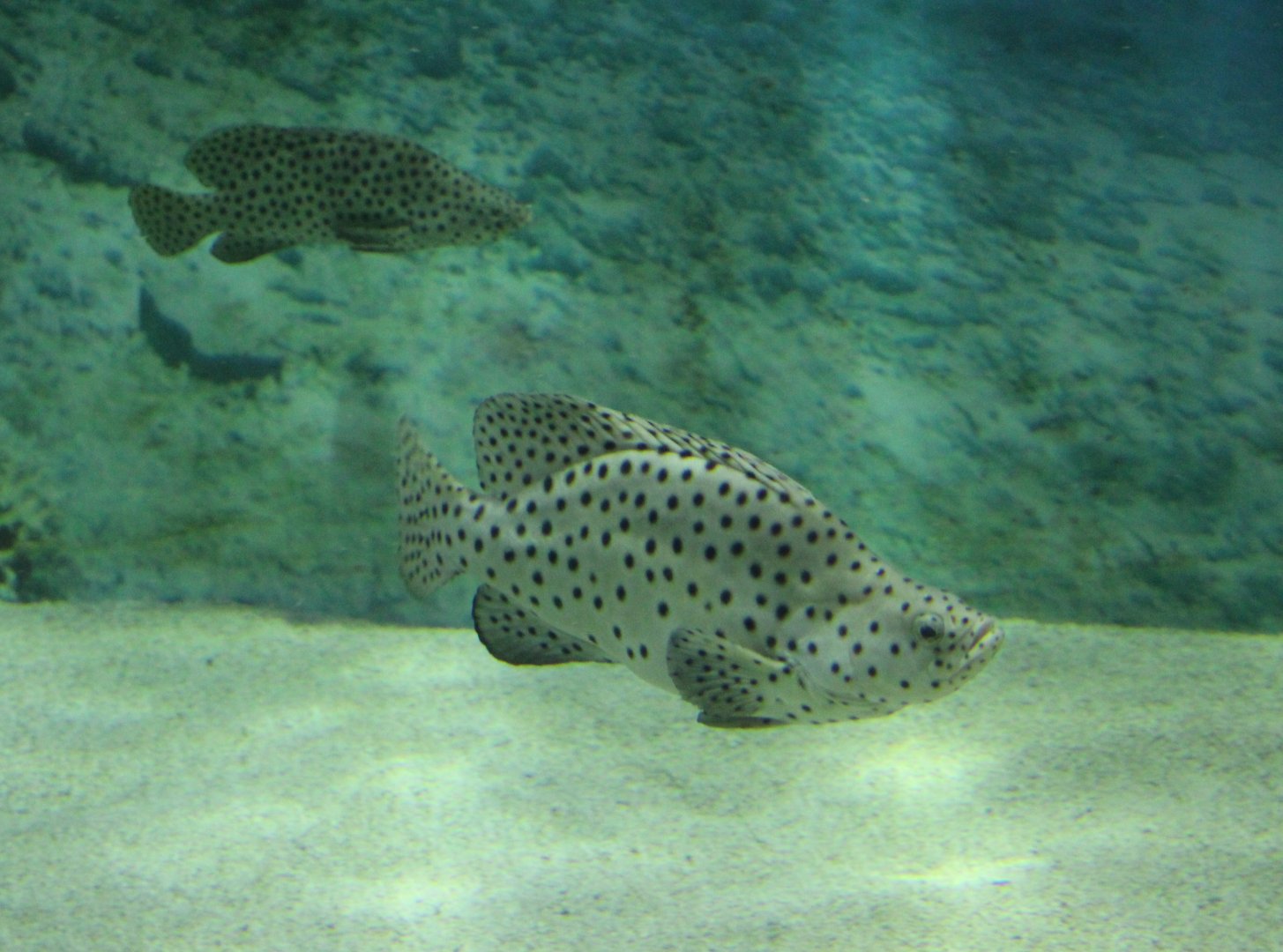Humpback groupers - Chromileptes altivelis